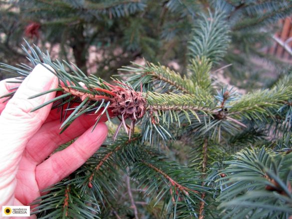 ochojnik6